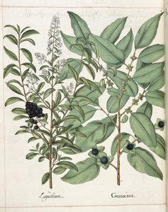 Ligustrum en Guiacana, uit 