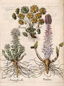 Petasites, uit 