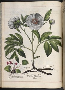 Plaat 106: Cyclamen Vernum, Paonia Mas flore albo, uit Hortus Eystettensis, door Basilius Besler