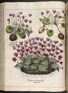 Plate 348: Cyclamen, Hortus Eystettensis, Basilius Besler, 1613