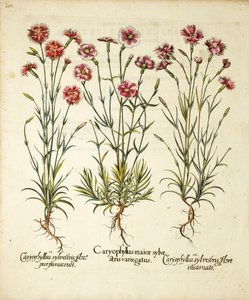 Variëteiten van Caryophyllus Sylvestris gepubliceerd in Hortus Eystettensis