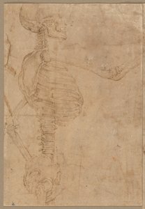 Halflang Skelet in Profiel, vroege jaren 1540 door Battista Franco