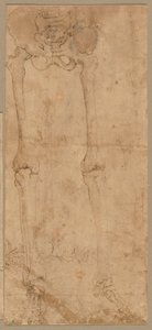 Onderste helft van skelet van voren, vroege 1540s door Battista Franco
