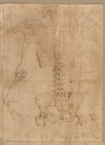 Bovenste Helft van Skelet van Achteren, vroege jaren 1540 door Battista Franco