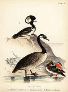 Canadese gans, Mandarijneend en kapmeeuw door Bauerrichter