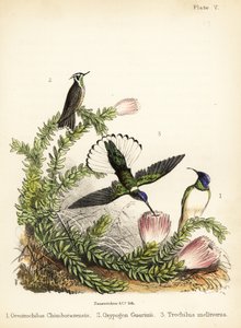 Kolibriesoorten door Bauerrichter