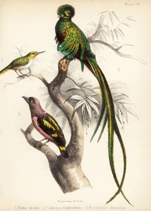 Jamaicaanse tody, schitterende quetzal en gebandeerde breedbek, 1855 door Bauerrichter