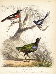 Pacifische roodborst, witvleugelige elfjeswinterkoning en regenboogpitta door Bauerrichter