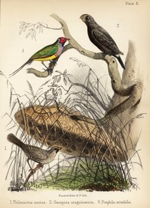 Sociable wever, grote grondvink en Gouldian vink door Bauerrichter