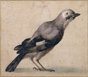 Een gaai door Benedetto Luti