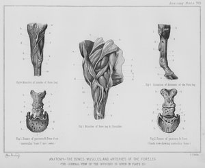 Anatomie, de botten, spieren en slagaders van het voorbeen