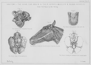 Anatomie, het hoofd, oor, hersenen en hun zenuwen, spieren en bloedvaten