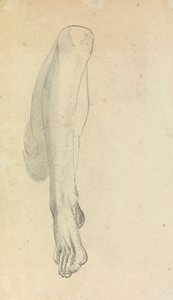 Anatomische Studie van een Been