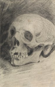 Studie van een Schedel