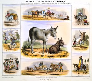 De Ezel, ca. 1850