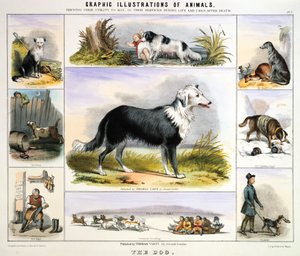 De hond, ca. 1850