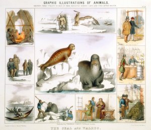 De zeehond en de walrus, ca. 1850