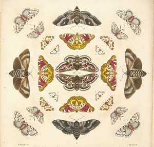 Detail (plaat IV) uit Een Zeldzame Afbeelding van Vlinders en Motten, uitgegeven 1764