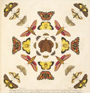 Detail (plaat IX) uit Een zeldzame afbeelding van vlinders en motten, pub. 1764 (handgekleurde gravure) door Benjamin Wilkes