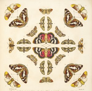 Detail (plaat VI) uit Een Zeldzame Afbeelding van Vlinders en Motten, uitgegeven 1764 door Benjamin Wilkes