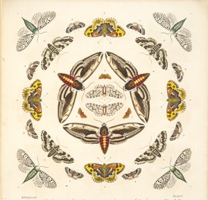 Detail (plaat V) uit Een Zeldzame Afbeelding van Vlinders en Motten, uitgegeven 1764