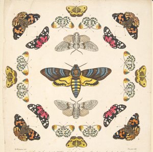 Detail van Plaat XII, uit Een Zeldzame Afbeelding van Vlinders en Motten, uitgegeven 1764 door Benjamin Wilkes