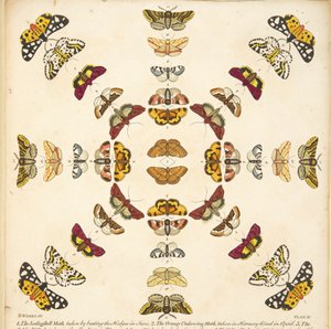 Detail van Plaat XI, uit Een Zeldzame Afbeelding van Vlinders en Motten, uitgegeven 1764 (handgekleurde gravure)