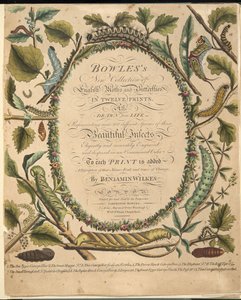 Frontispice uit Een Zeldzame Afbeelding van Vlinders en Motten, uitgegeven 1764