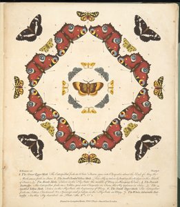 Plaat 1 uit Een Zeldzame Afbeelding van Vlinders en Motten, uitgegeven 1764