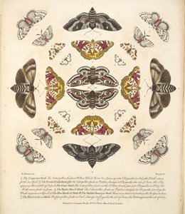 Plaat IV uit Een Zeldzame Afbeelding van Vlinders en Motten, uitgegeven 1764