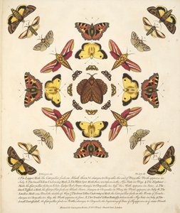 Plaat IX, uit Een zeldzame afbeelding van vlinders en motten, uitgegeven 1764 (handgekleurde gravure)