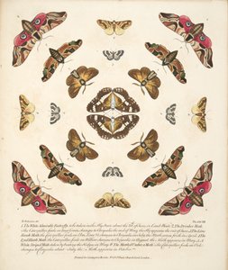 Plaat VIII, uit Een zeldzame afbeelding van vlinders en motten, uitgegeven 1764 (handgekleurde gravure)