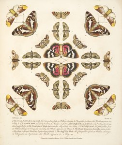 Plaat VI, uit Een zeldzame afbeelding van vlinders en motten, uitgegeven 1764 (handgekleurde gravure) door Benjamin Wilkes