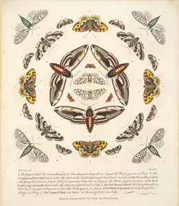 Plaat V, uit Een zeldzame afbeelding van vlinders en motten, uitgegeven 1764 (handgekleurde gravure)