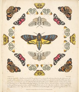 Plaat XII, uit Een zeldzame afbeelding van vlinders en motten, uitgegeven 1764 door Benjamin Wilkes