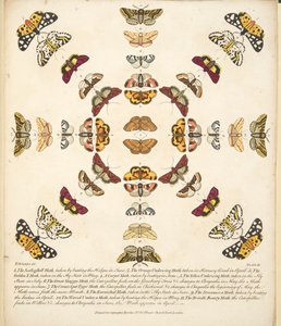 Plaat XI, uit Een zeldzame afbeelding van vlinders en motten, uitgegeven 1764 (handgekleurde gravure) door Benjamin Wilkes