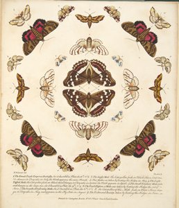 Plaat X, uit Een zeldzame afbeelding van vlinders en motten, uitgegeven 1764 (handgekleurde gravure)