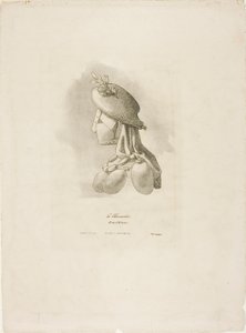 De slagersvrouw, uit Arts et Métiers