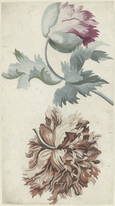 Papavers