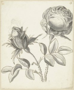 Twee rozen