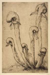 Darlingtonia door Bertha E. Jaques