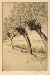 Knotwilgen, Rijsord, Nederland