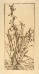 Yucca