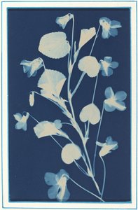 Zonder titel, ca. 1900 door Bertha Evelyn Jacques