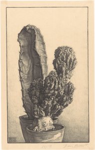 Cactussen