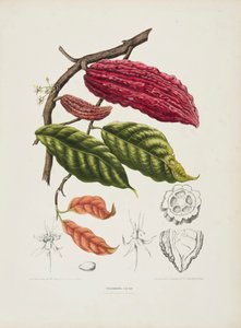 Theobroma, Cacaoboom, ca. 1840-1890 door Berthe Hoola van Nooten
