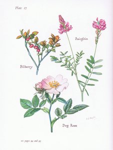 Bosbes of blauwe bes, hondsroos, esparcette