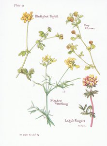 Rolklaver, Hopklaver, Veldlathyrus