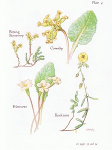 Muurpeper, Sleutelbloem, Zonneroosje, Primula