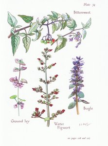 Bitterzoet, hondsdraf, bugel, waterweegbree door Bessie D. Inglis